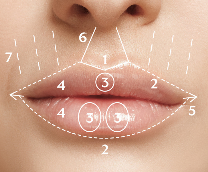 Anatomía de los labios: arco de cupido, margen labial, tubérculos y comisuras